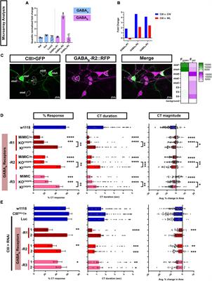 Modality specific roles for metabotropic GABAergic signaling and calcium induced calcium release mechanisms in regulating cold nociception